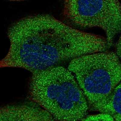 Immunocytochemistry/ Immunofluorescence: RUSC1 Antibody [NBP1-81004]