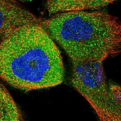 Immunocytochemistry/ Immunofluorescence: RUSC1 Antibody [NBP1-81005]