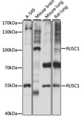 Western Blot: RUSC1 AntibodyAzide and BSA Free [NBP2-93950]