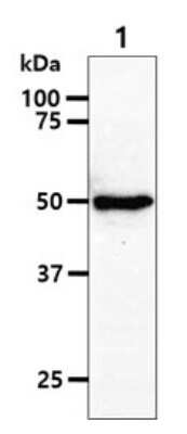 Western Blot: RUVBL1 Antibody (1D6)BSA Free [NBP2-59456]