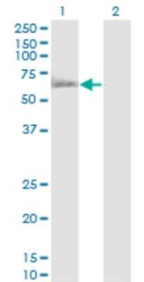 Western Blot: RUVBL1 Antibody (3G4-1F8) [H00008607-M01]