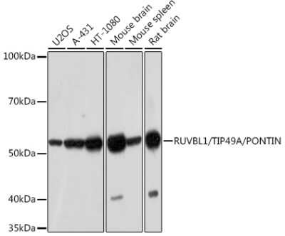 Western Blot: RUVBL1 Antibody (7Q2U8) [NBP3-16583]