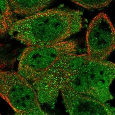 Immunocytochemistry/ Immunofluorescence: RUVBL1 Antibody [NBP1-84914]
