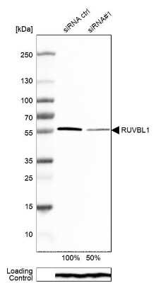 Western Blot: RUVBL1 Antibody [NBP1-84914]