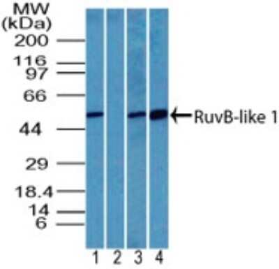 Western Blot: RUVBL1 Antibody [NBP2-27147]