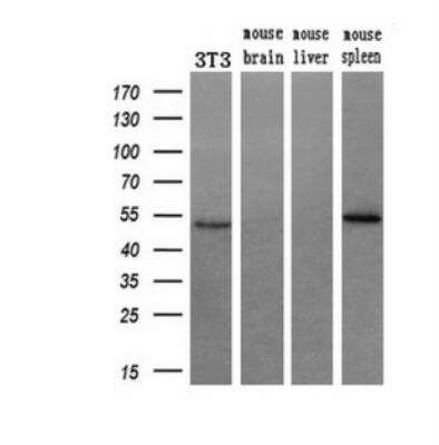 Western Blot: RUVBL2 Antibody (OTI1A6) [NBP2-01764]