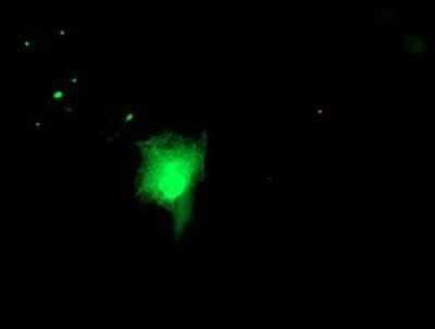 Immunocytochemistry/ Immunofluorescence: RUVBL2 Antibody (OTI1A6) - Azide and BSA Free [NBP2-73957]