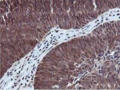 Immunohistochemistry: RUVBL2 Antibody (OTI1A6) - Azide and BSA Free [NBP2-73957]