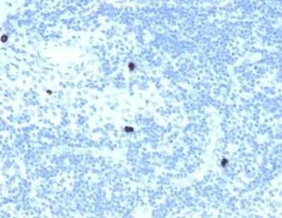 Immunohistochemistry-Paraffin: RXR beta/NR2B2 Antibody (PCRP-RXRB-2B6) [NBP3-07586]