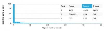 Protein Array: RXR beta/NR2B2 Antibody (PCRP-RXRB-2B6) [NBP3-07586]