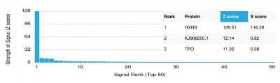 Protein Array: RXR beta/NR2B2 Antibody (PCRP-RXRB-2B6) - Azide and BSA Free [NBP3-08445]