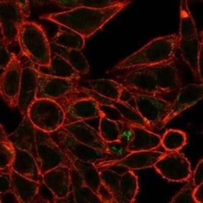 Immunocytochemistry/ Immunofluorescence: RXR gamma/NR2B3 Antibody (PCRP-RXRG-5H4) [NBP3-13767]