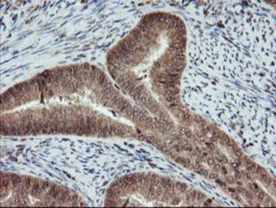 Immunohistochemistry-Paraffin: RYBP/DEDAF Antibody (OTI1B2) [NBP2-02009]