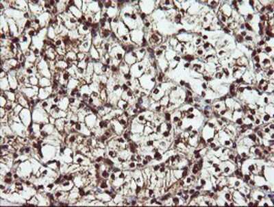 Immunohistochemistry-Paraffin: RYBP/DEDAF Antibody (OTI1B2) [NBP2-02009]