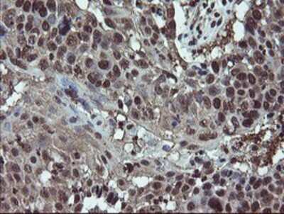 Immunohistochemistry-Paraffin: RYBP/DEDAF Antibody (OTI1B2) [NBP2-02009]