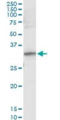 Immunoprecipitation: RYBP/DEDAF Antibody (1F4) [H00023429-M08]