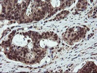 Immunohistochemistry: RYBP/DEDAF Antibody (OTI1B2) - Azide and BSA Free [NBP2-73961]