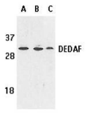 Western Blot: RYBP/DEDAF AntibodyBSA Free [NBP1-76842]