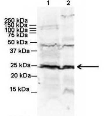 Western Blot: Rab11 Antibody [NBP1-58933]