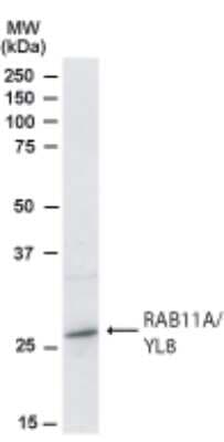 Western Blot: Rab11A Antibody [NB100-1086]