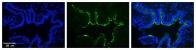 Immunohistochemistry: Rab1A Antibody [NBP1-55113]