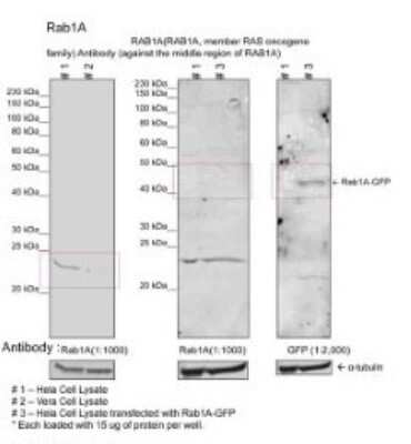 Western Blot: Rab1A Antibody [NBP1-55113]