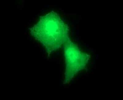 Immunofluorescence: Rab24 Antibody (OTI3H1) [NBP2-45925]