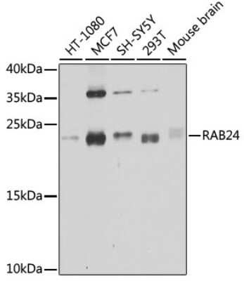 Western Blot: Rab24 AntibodyBSA Free [NBP2-94635]