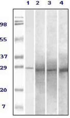 Western Blot: Rab25 Antibody (3F12F3)BSA Free [NBP1-28845]