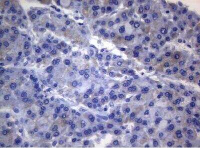 Immunohistochemistry-Paraffin: Rab3A Antibody (OTI1G3) [NBP2-45499]