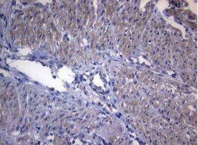 Immunohistochemistry-Paraffin: Rab3A Antibody (OTI1G3) [NBP2-45499]