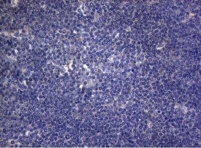 Immunohistochemistry-Paraffin: Rab3A Antibody (OTI1G3) [NBP2-45499]