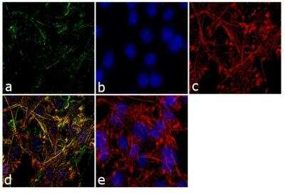 Immunocytochemistry/ Immunofluorescence: Rab3D Antibody [NB120-3337]