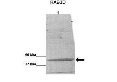 Western Blot: Rab3D Antibody [NBP2-85577]