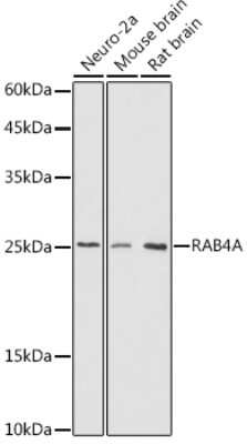 Western Blot: Rab4 AntibodyAzide and BSA Free [NBP3-16640]
