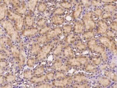 Immunohistochemistry-Paraffin: Rab7a Antibody [NBP2-98446]