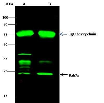 Immunoprecipitation: Rab7a Antibody [NBP2-98446]