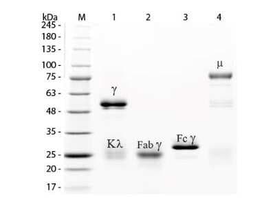 SDS-PAGE: Rabbit IgG, Fc Native Protein [NBP1-97061]