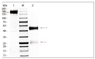 SDS-PAGE: Rabbit IgG Isotype Control [NBP2-36463]