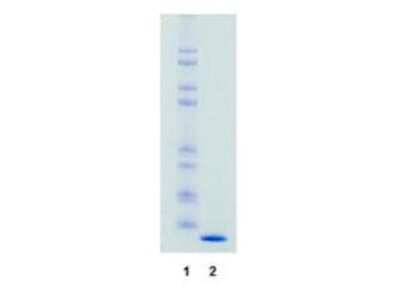 Western Blot: Rabbit IgG Isotype Control [NBP1-97041]