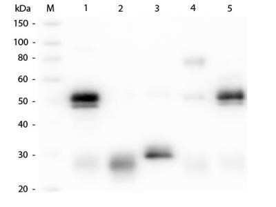 Western Blot: Rabbit IgG Isotype Control [NBP1-97041]