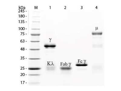 SDS-PAGE: Rabbit IgM Isotype Control [NBP1-96968]