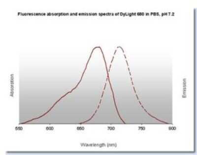 Fluorophore-linked immunosorbent assay: Rabbit anti-Goat IgG Fc Secondary Antibody [NBP2-60668]