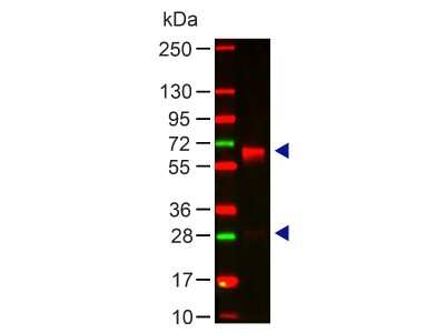 Western Blot: Rabbit anti-Human IgA Heavy Chain Secondary Antibody [NBP1-72777]