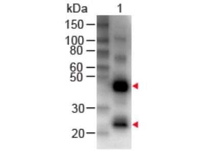 Western Blot: Rabbit anti-Human IgG (H+L) Secondary Antibody [NB120-6715]