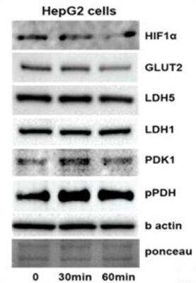 Western Blot: Rabbit anti-Mouse IgG (H+L) Secondary Antibody (Pre-adsorbed) [NBP1-72731]
