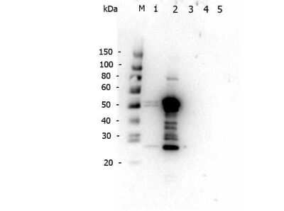 Western Blot: Rabbit anti-Mouse IgG2a Heavy Chain Secondary Antibody [NBP1-72794]