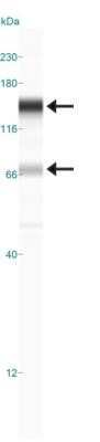 Simple Western: Rad21 Antibody (CM110-2C10)Azide and BSA Free [NBP2-80922]