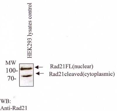 Western Blot: Rad21 Antibody (CM110-2C10)BSA Free [NB100-386]