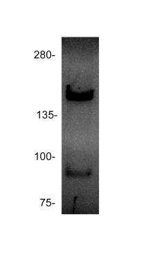 Western Blot: Rad50 Antibody (13B3) [NB100-147]